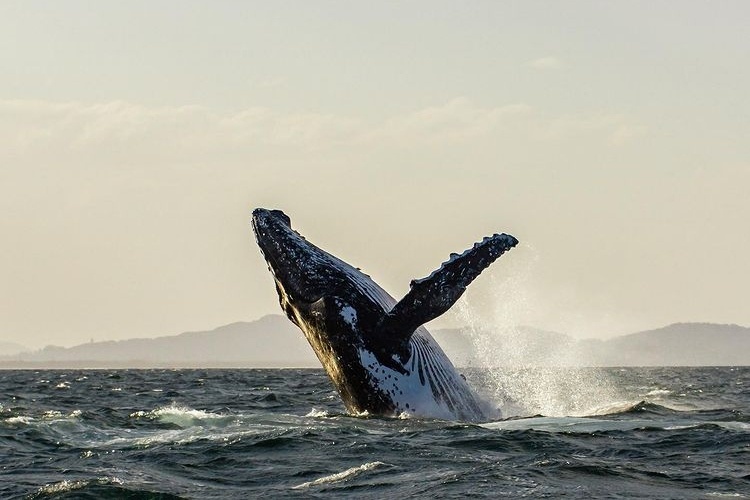 whale watching season