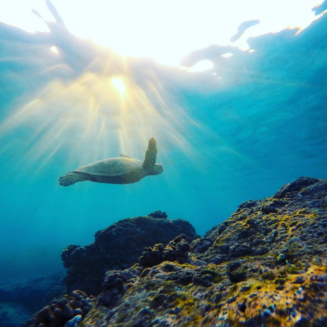 turtle swimming off cook island