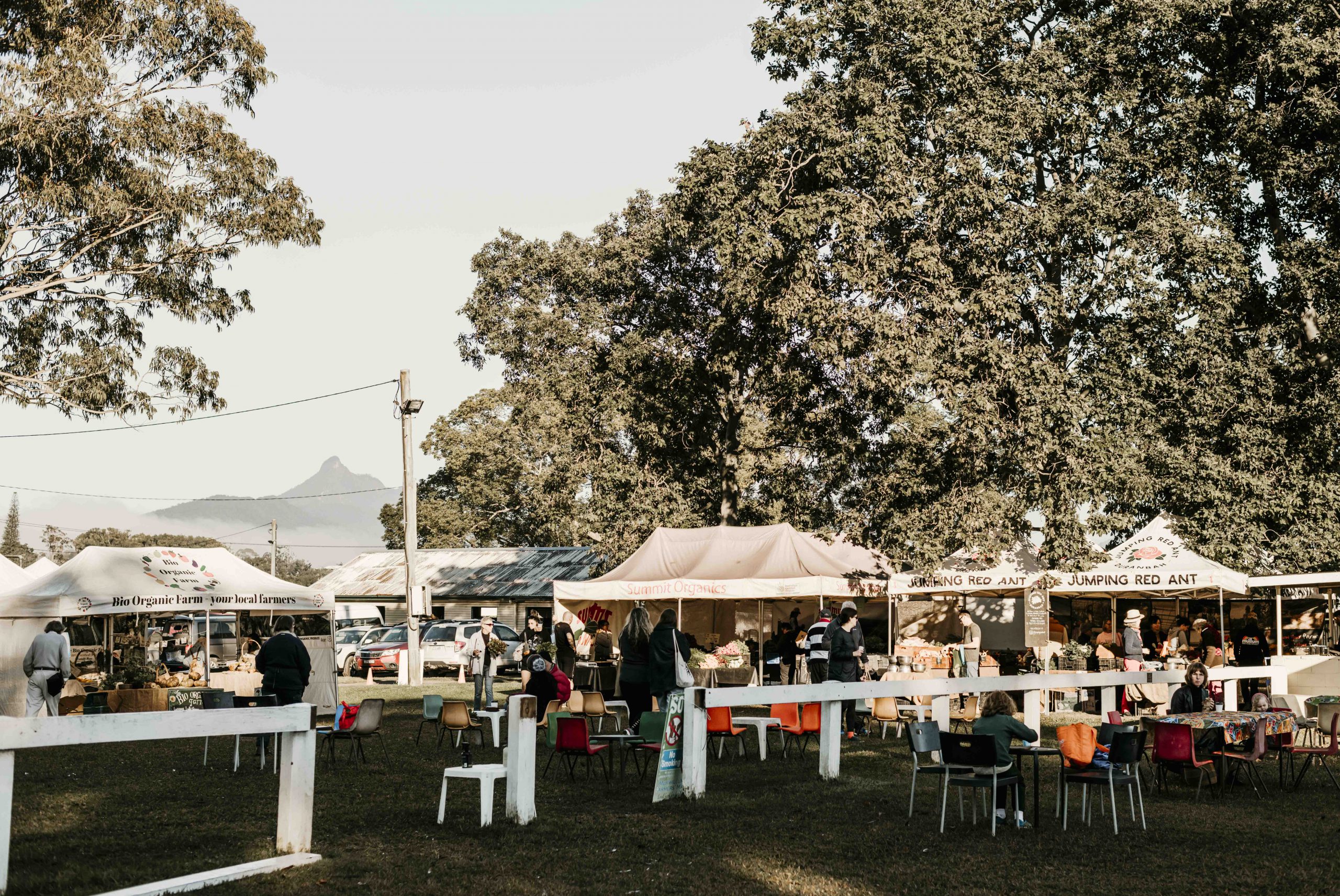 wollumbin in background of markets